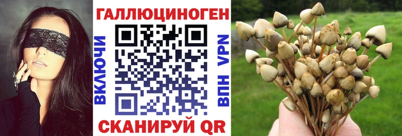 Купить где  Армавир  Галлюциногенные грибы Psilocybe 